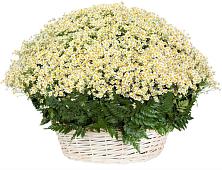 Цветочная композиция из Ромашки в корзине #REPLACE_PRED# Пущино
